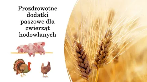 prozdrowotne dodatki